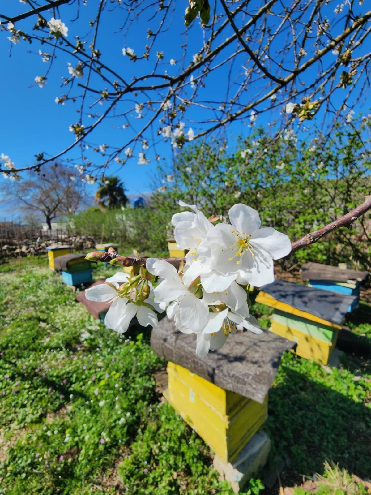 Villa Shuaipaj Gjirokastër Eksteriør billede